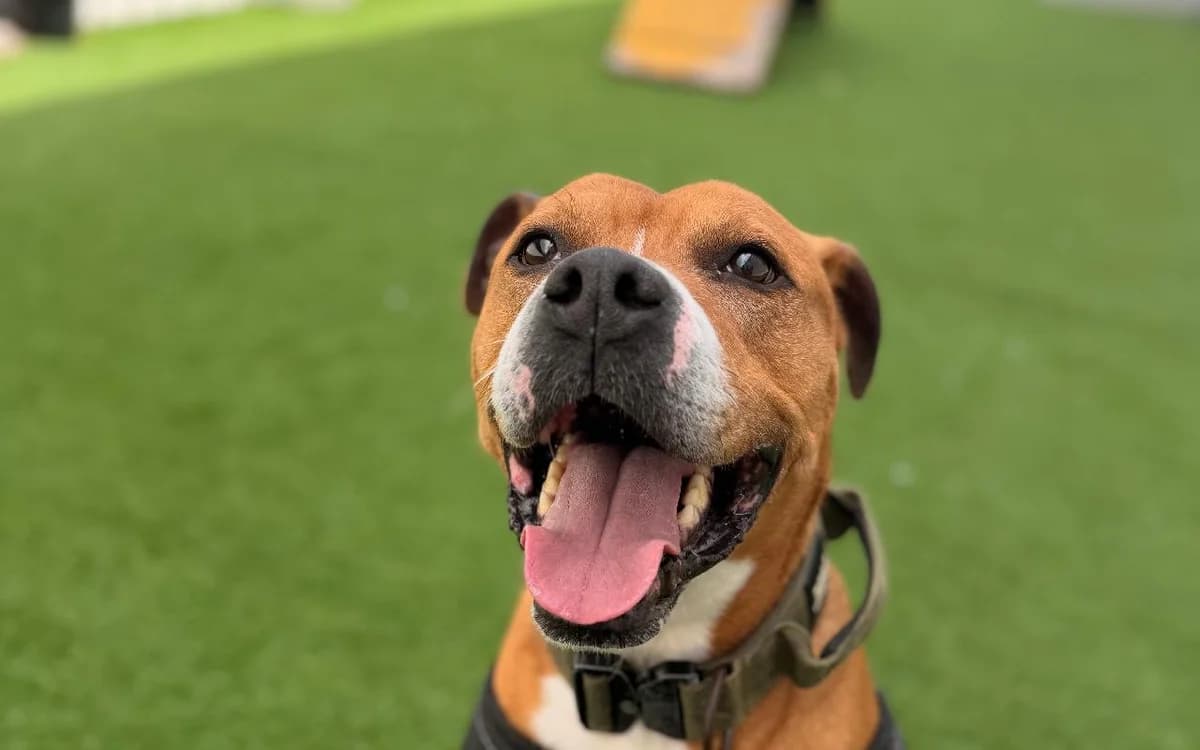 Max, male senior English Bulldog for adoption at SSPCA, Edinburgh