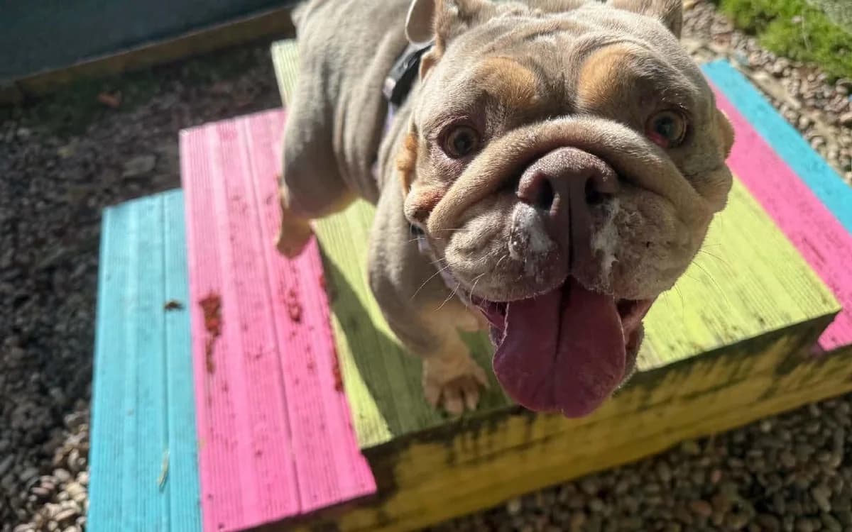 Gina, female young English Bulldog for adoption at SSPCA, Edinburgh