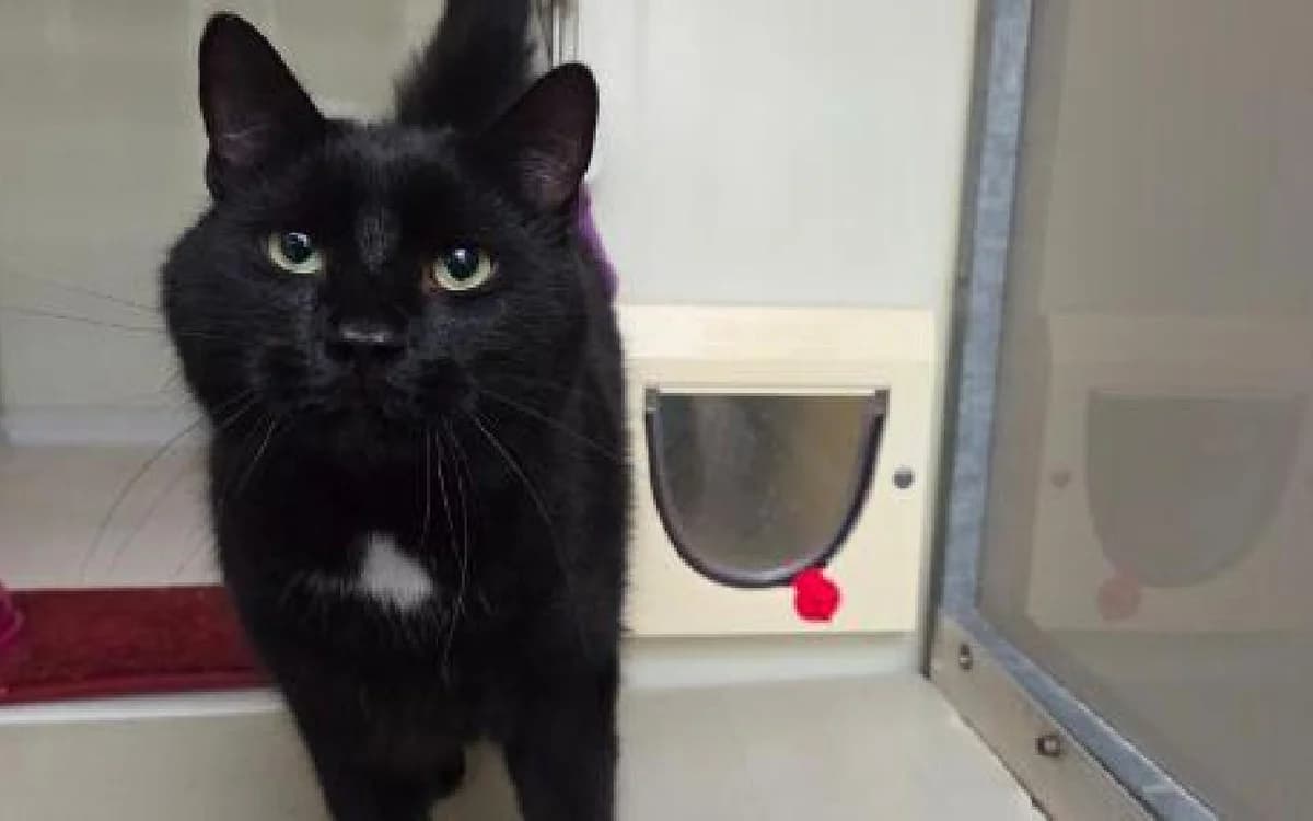 Oscar, male 4yo Mixed Breed Cat for adoption at SSPCA, Edinburgh