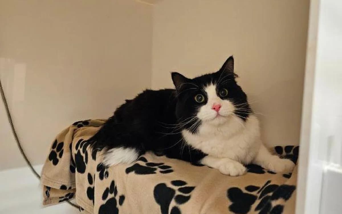 Manu, male 3yo Mixed Breed Cat for adoption at SSPCA, Edinburgh