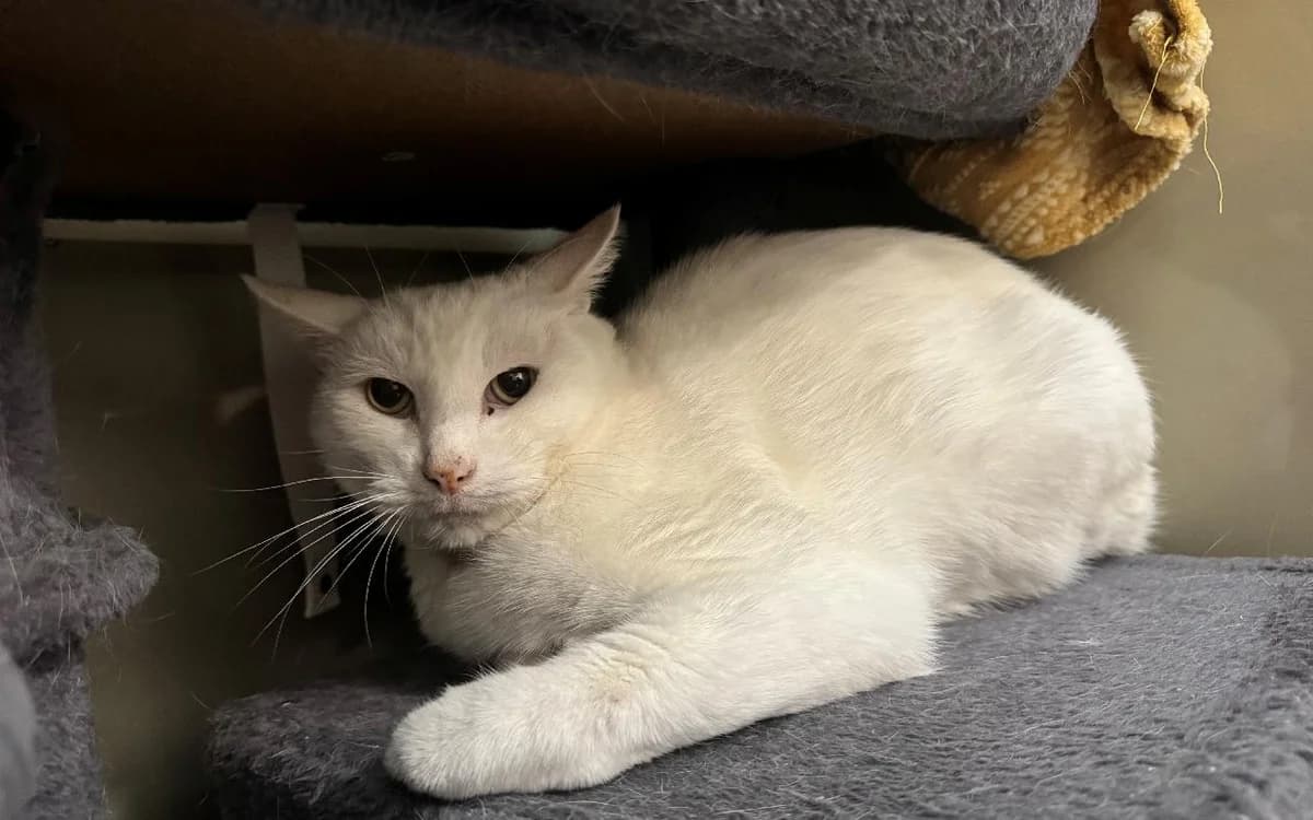 William, male senior Mixed Breed Cat for adoption at SSPCA, Edinburgh