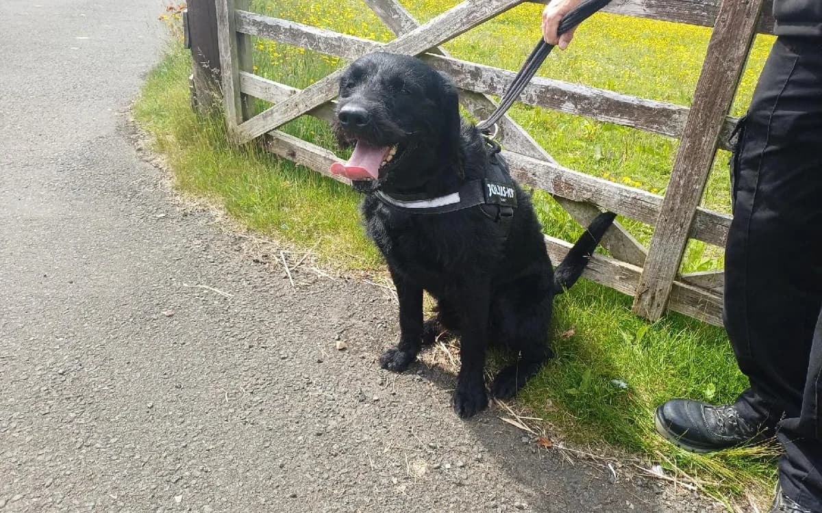 Bear, male 3yo Labradoodle for adoption at SSPCA, Edinburgh
