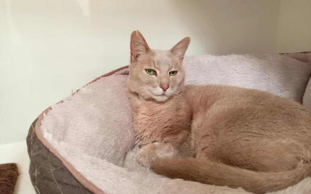 Reginald Cattermole, male senior Bengal for adoption at SSPCA, Edinburgh