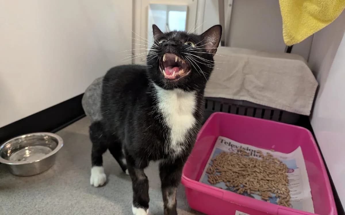 Cole, male 4yo Mixed Breed Cat for adoption at SSPCA, Edinburgh