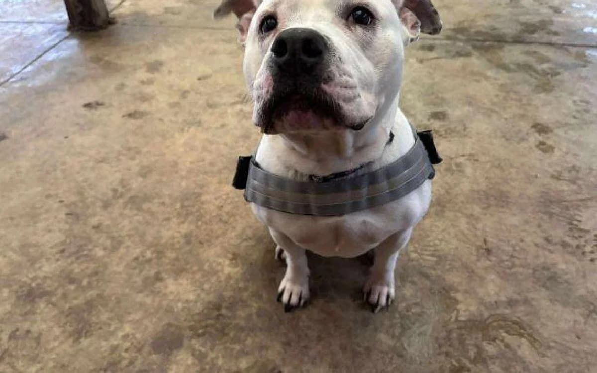 Lala, female 6yo Staffordshire Bull Terrier for adoption at SSPCA, Edinburgh