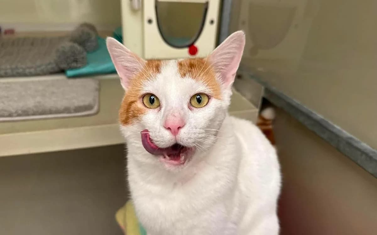 Aetos, male 5yo Mixed Breed Cat for adoption at SSPCA, Edinburgh