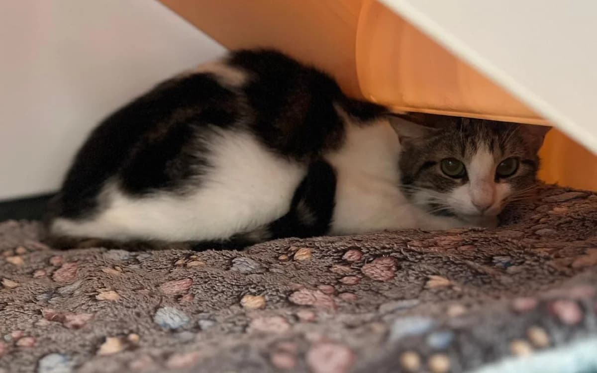 Wild Cat, female young Mixed Breed Cat for adoption at SSPCA, Edinburgh