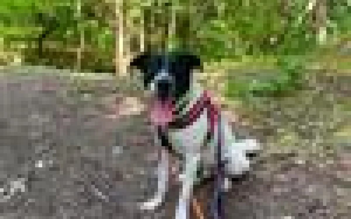 Marshall, male young Border Collie for adoption at SSPCA, Edinburgh