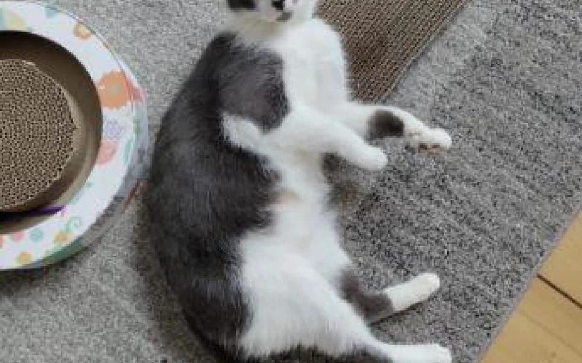 Olivia, female young Mixed Breed Cat for adoption at SSPCA, Edinburgh