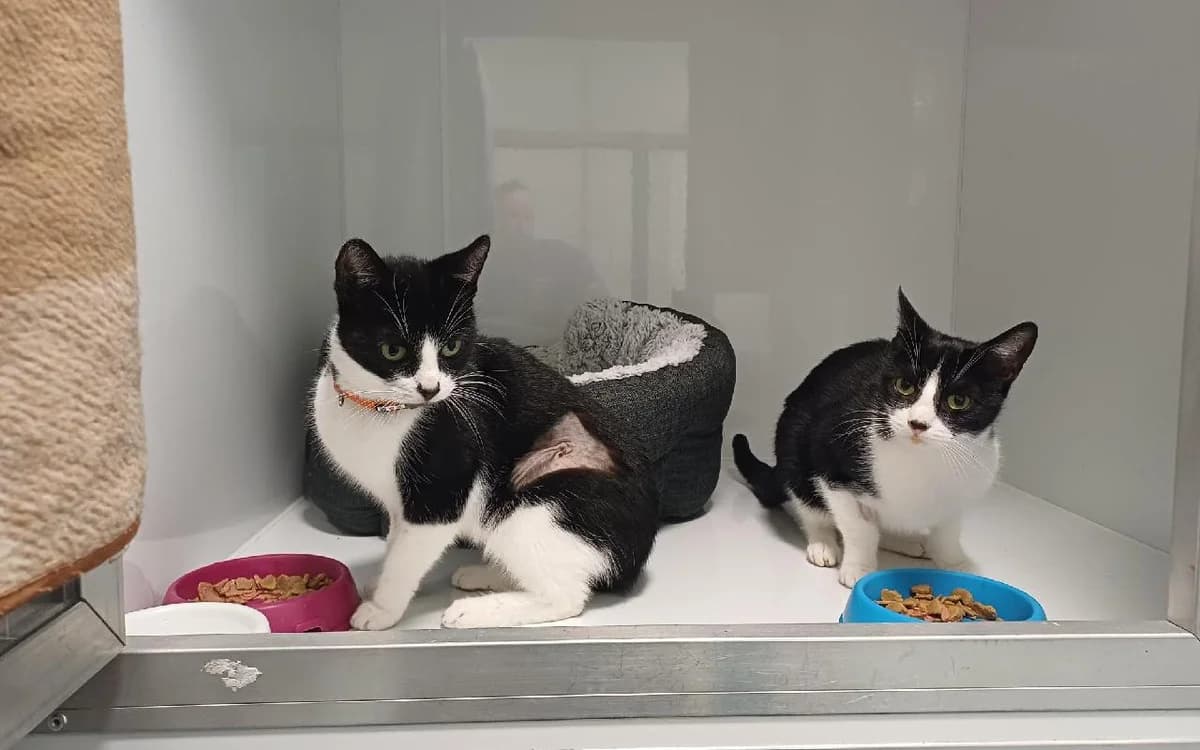 Chase & Misty, female senior Mixed Breed Cat for adoption at SSPCA, Edinburgh