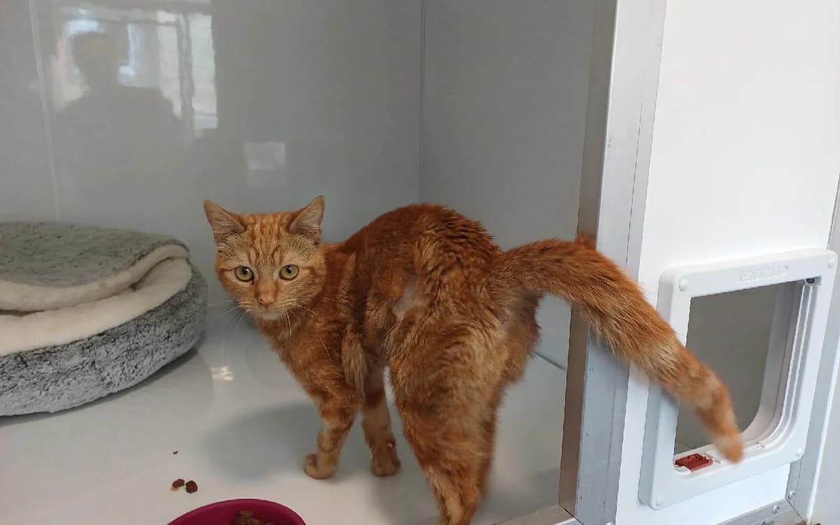 Angel, female young Mixed Breed Cat for adoption at SSPCA, Edinburgh