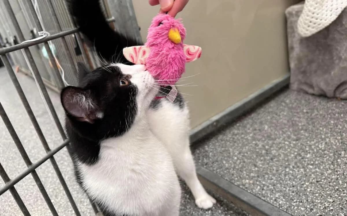 Princess, female young Mixed Breed Cat for adoption at SSPCA, Edinburgh
