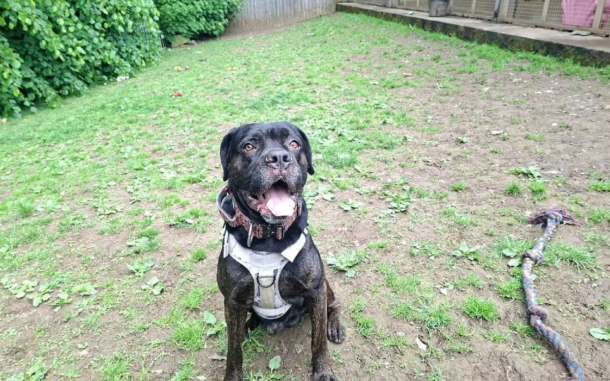 Prince, male 7yo Mastiff for adoption at SSPCA, Edinburgh