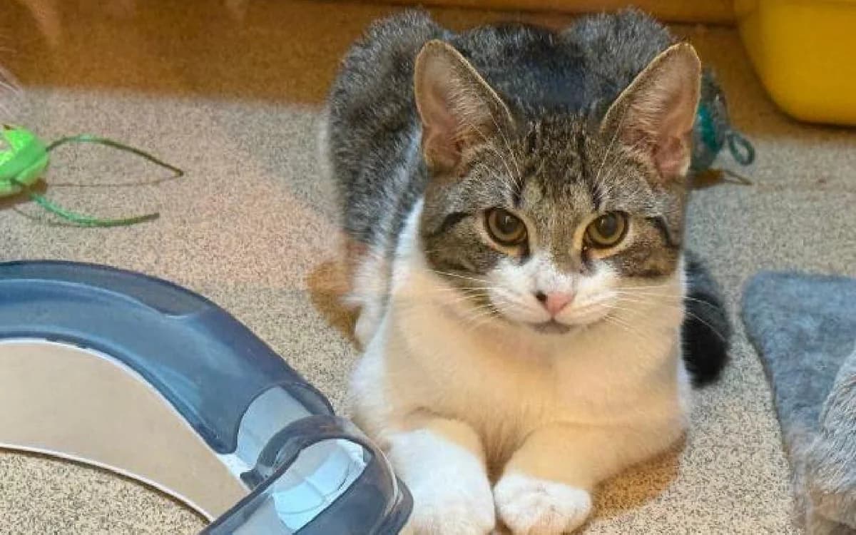 Charlie, male young Mixed Breed Cat for adoption at SSPCA, Edinburgh