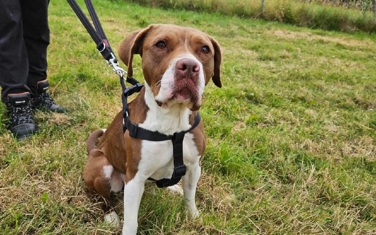 Frankie, female 3yo English Bulldog for adoption at SSPCA, Edinburgh