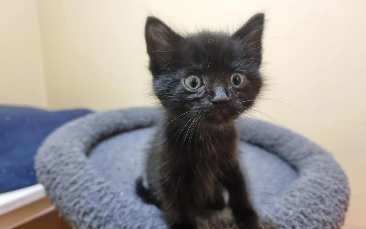 Rhysand, male puppy Mixed Breed Cat for adoption at SSPCA, Edinburgh