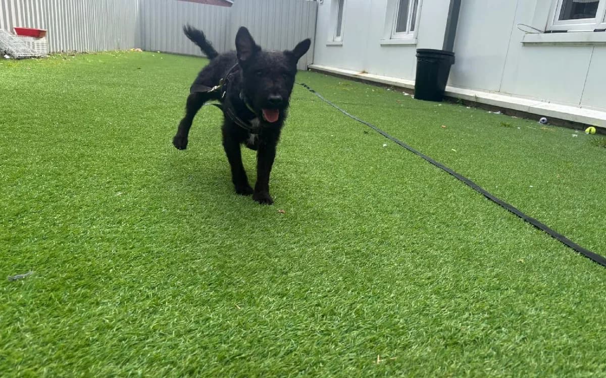Cole Dog, male Patterdale Terrier for adoption at SSPCA, Edinburgh
