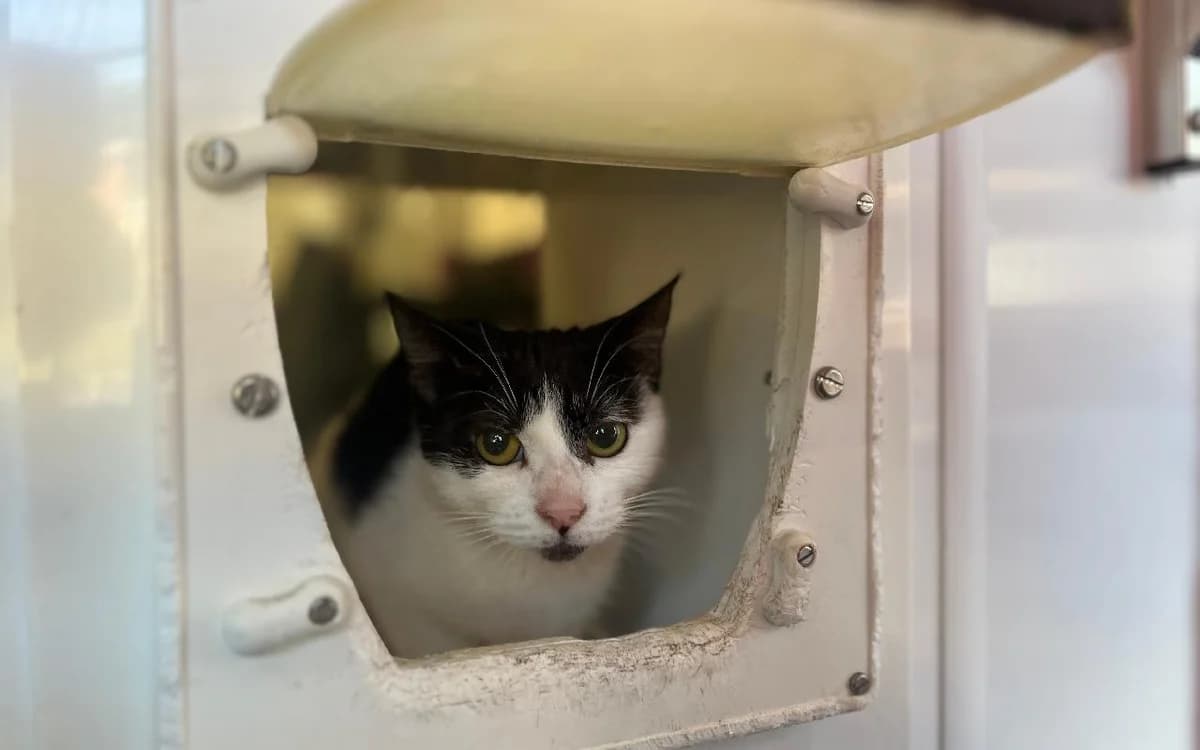 Cleo, female puppy Mixed Breed Cat for adoption at SSPCA, Edinburgh