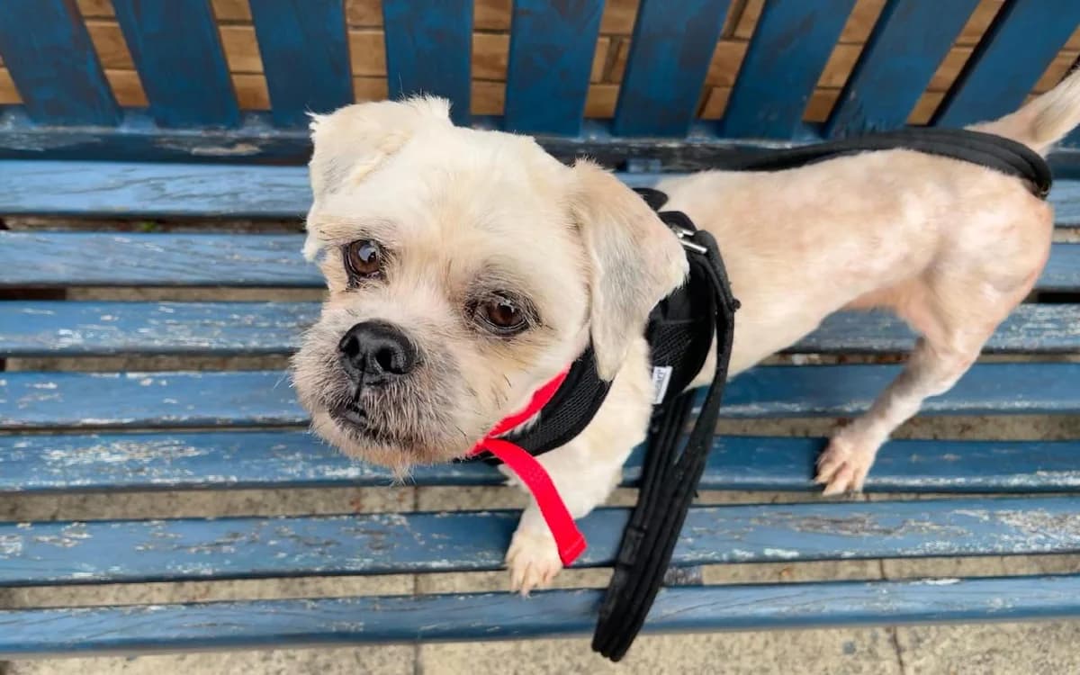 Alfie, male senior mixed breed for adoption at SSPCA, Edinburgh
