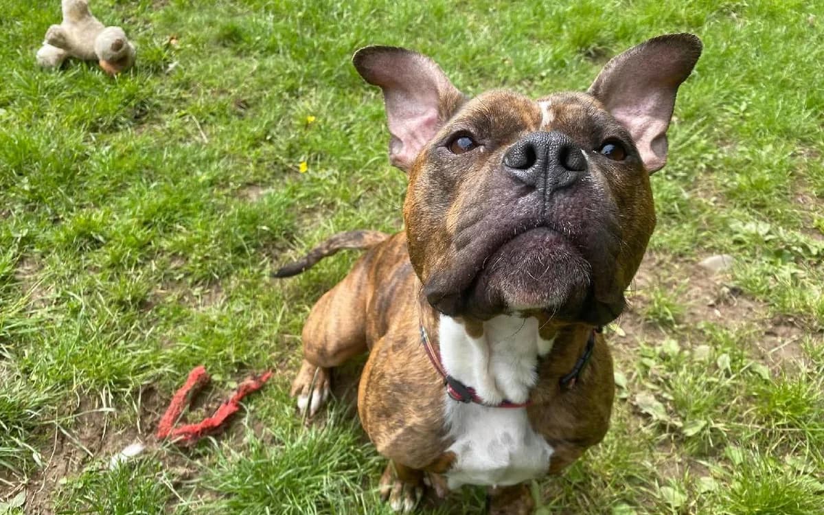 Luna, female 5yo Staffordshire Bull Terrier for adoption at SSPCA, Edinburgh