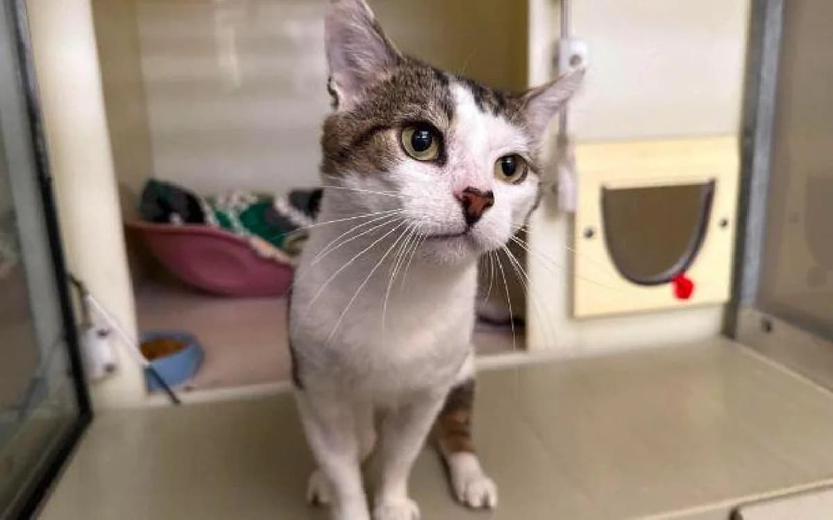 Louie, male senior Mixed Breed Cat for adoption at SSPCA, Edinburgh
