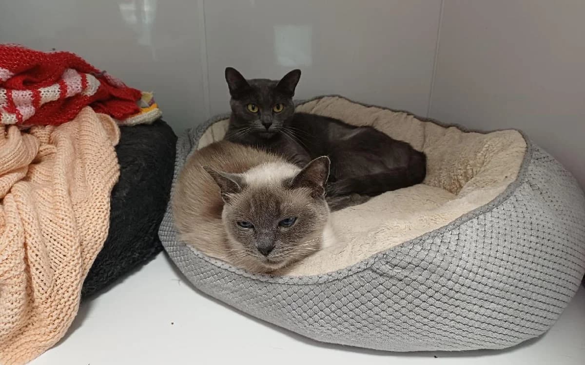 Sapphire & Opal, female young Ragdoll for adoption at SSPCA, Edinburgh