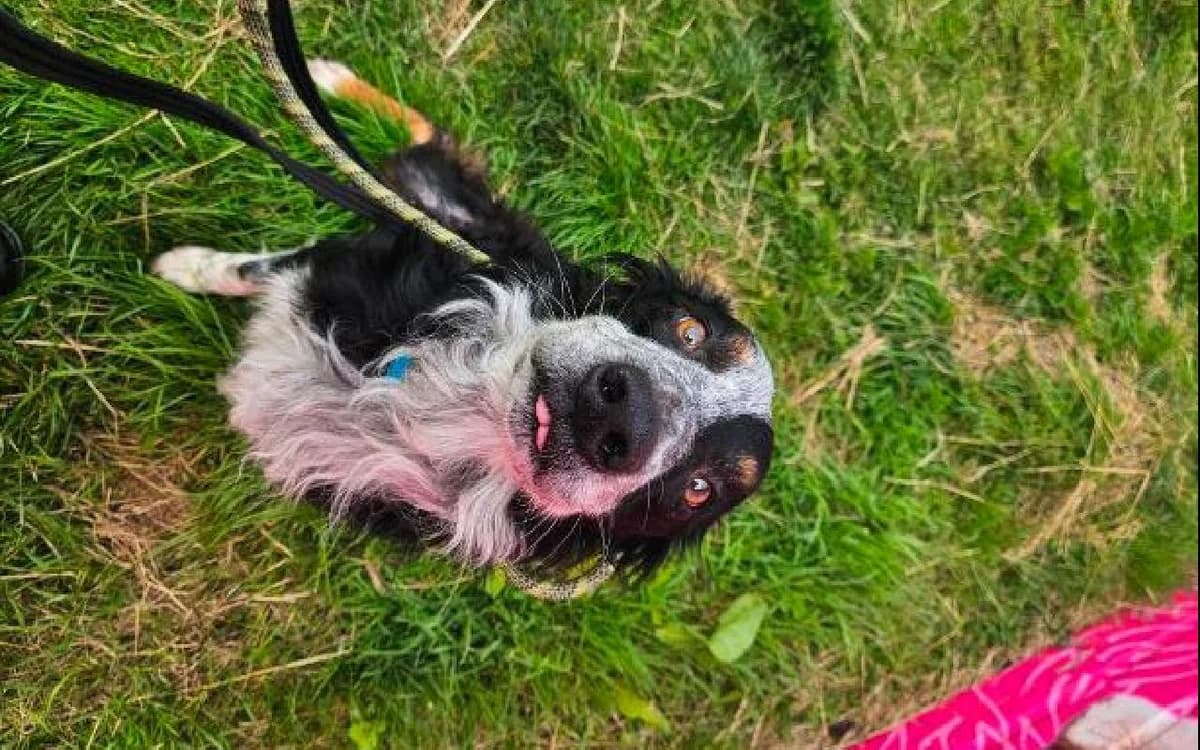 Laddie, male 5yo Border Collie for adoption at SSPCA, Edinburgh
