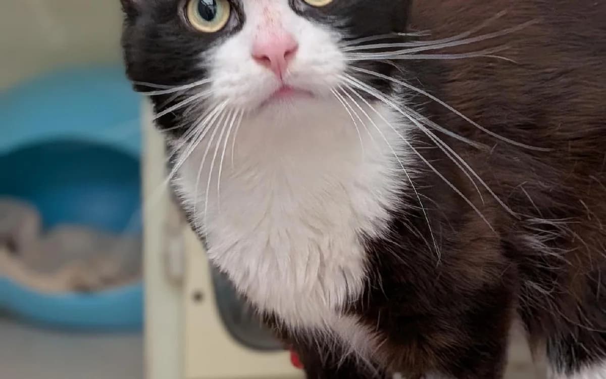 Hiro, male Mixed Breed Cat for adoption at SSPCA, Edinburgh