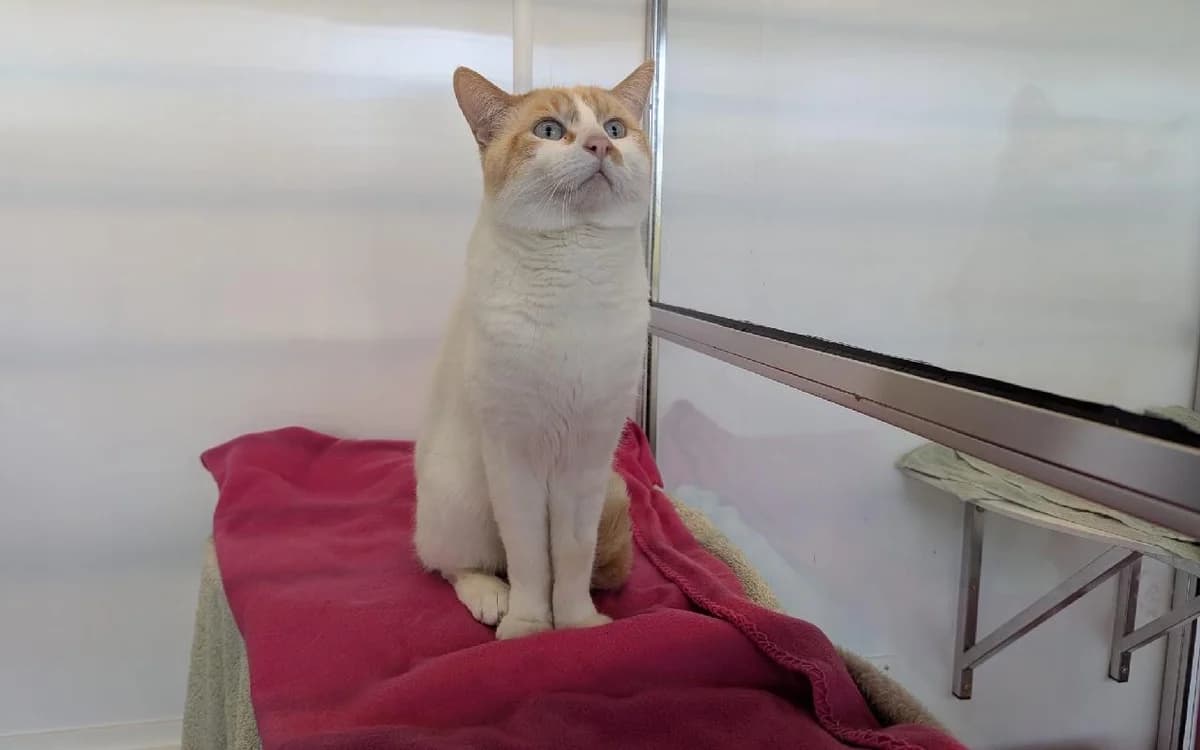 Pippin, male Mixed Breed Cat for adoption at SSPCA, Edinburgh
