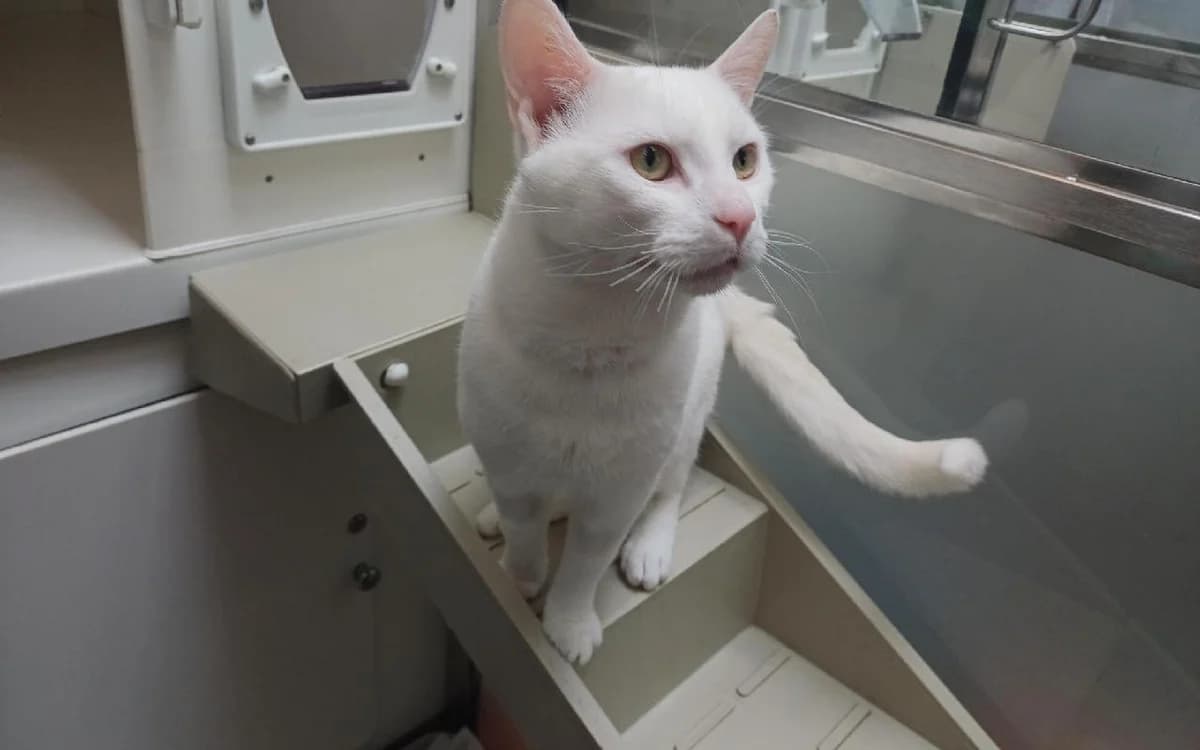 Bartholomew, male young Mixed Breed Cat for adoption at SSPCA, Edinburgh