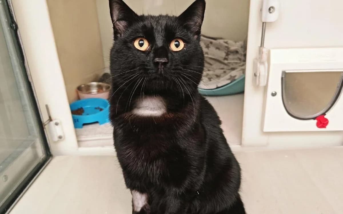 Mittens, male young Mixed Breed Cat for adoption at SSPCA, Edinburgh
