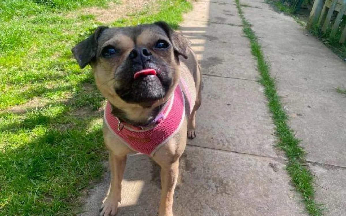 Celina, female 3yo English Bulldog for adoption at SSPCA, Edinburgh