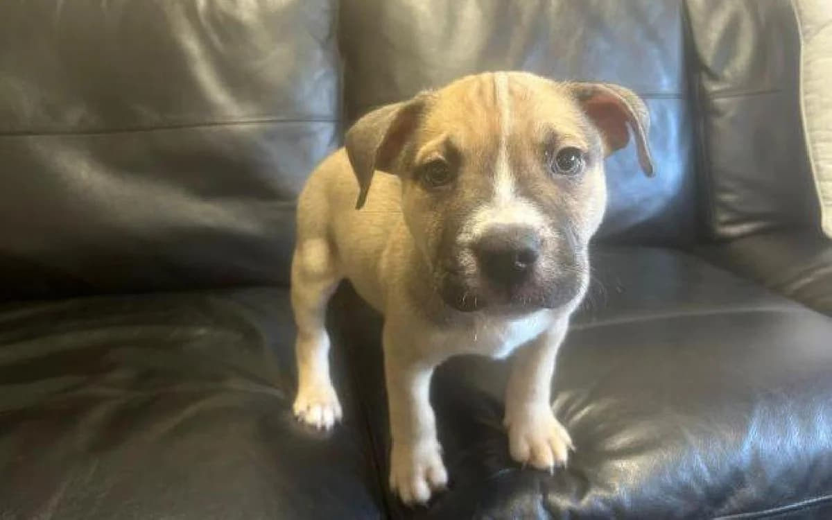 Tony, female Mixed Breed for adoption at SSPCA, Edinburgh