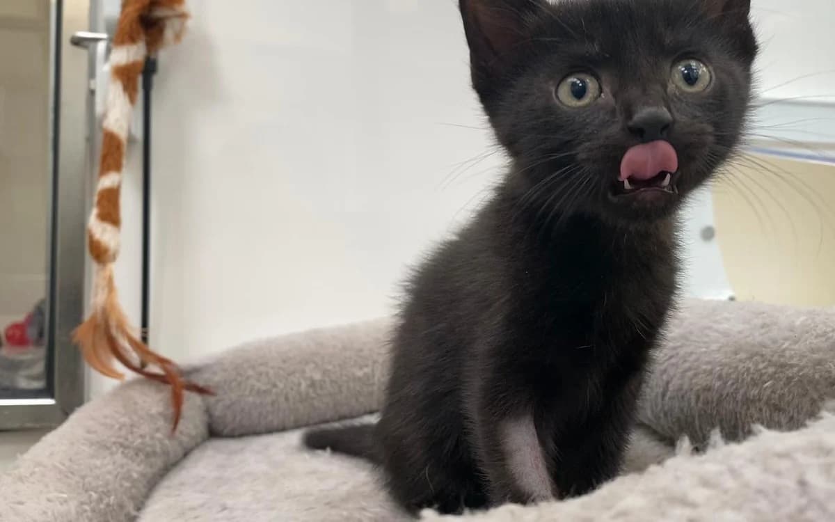 Gizmo, male Mixed Breed Cat for adoption at SSPCA, Edinburgh