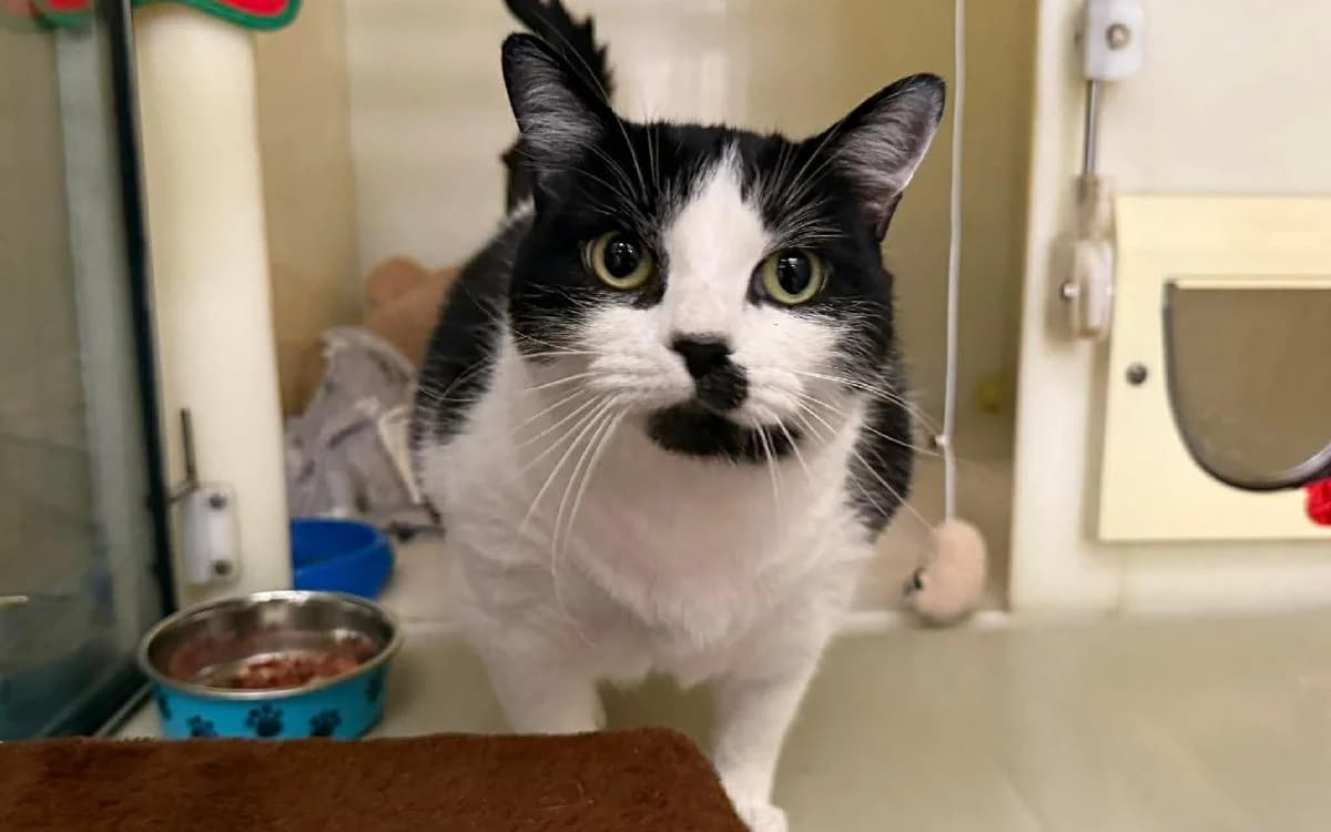 Midnight, female 5yo Mixed Breed Cat for adoption at SSPCA, Edinburgh