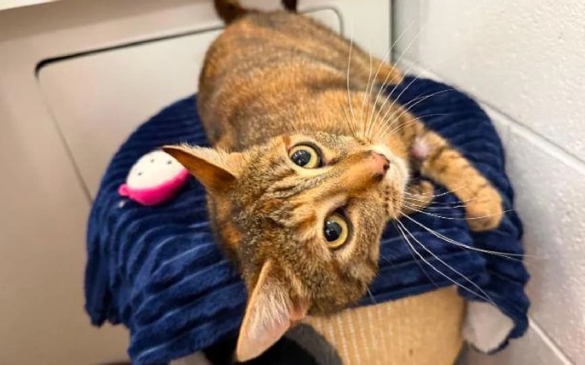 Nessie, female young Mixed Breed Cat for adoption at SSPCA, Edinburgh