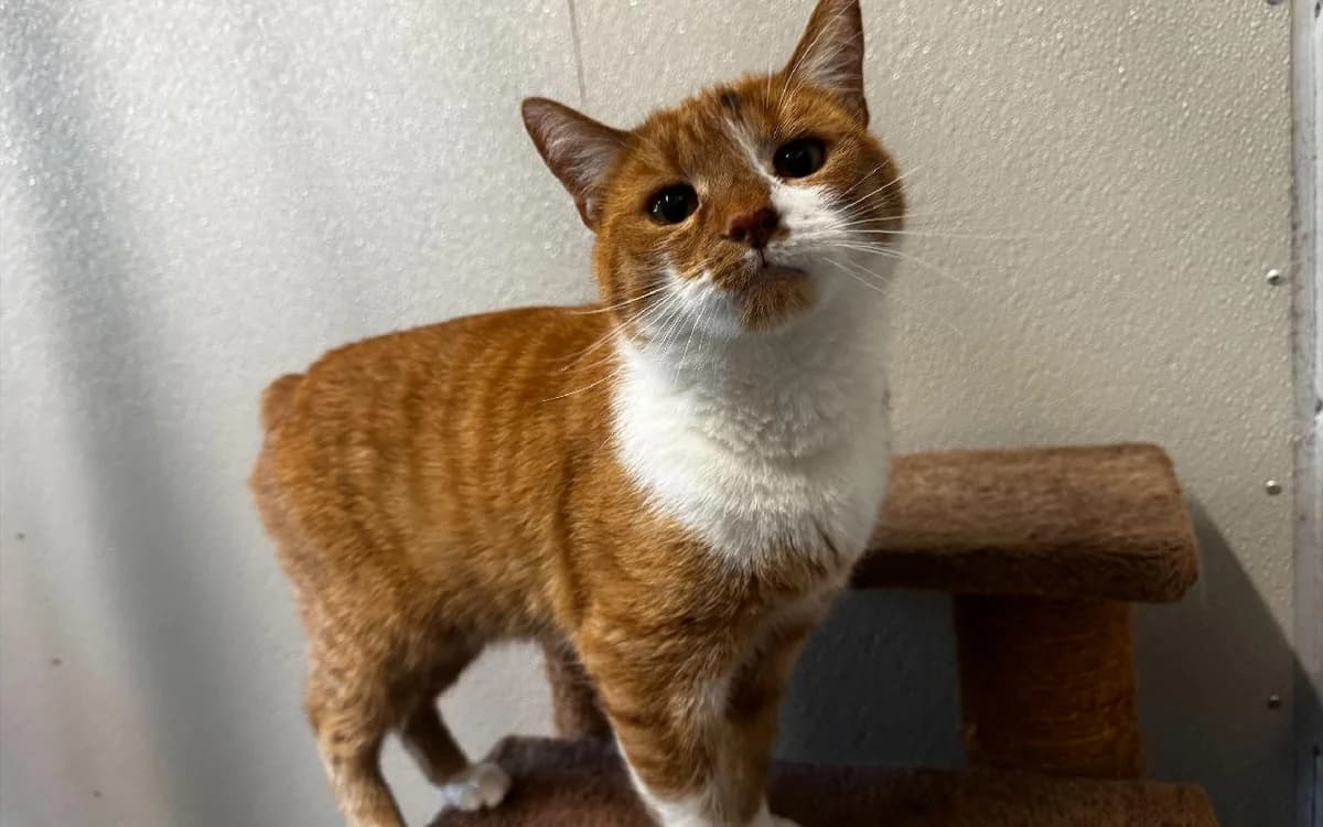 John Cena, male 5yo Mixed Breed Cat for adoption at SSPCA, Edinburgh