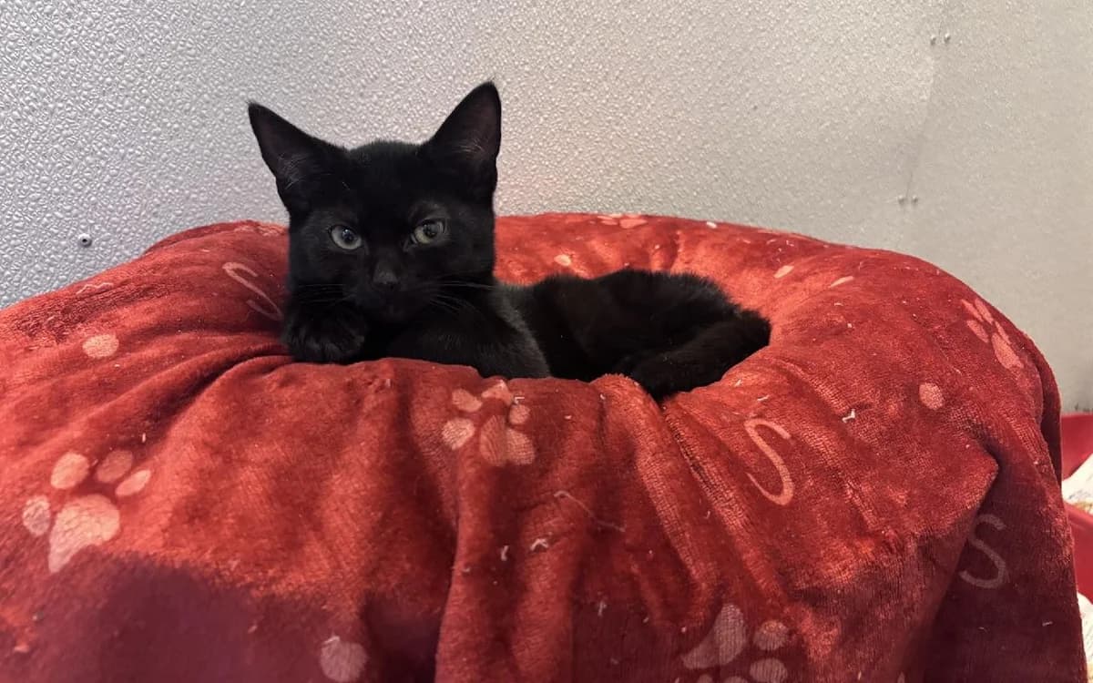 Esteban, male puppy Mixed Breed Cat for adoption at SSPCA, Edinburgh