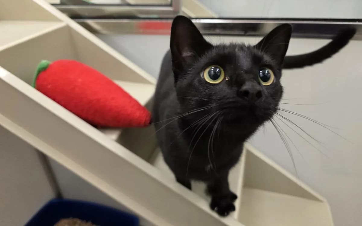 Goose, male young Mixed Breed Cat for adoption at SSPCA, Edinburgh