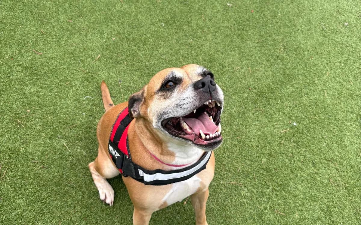 Dolly, female Staffordshire Bull Terrier for adoption at SSPCA, Edinburgh