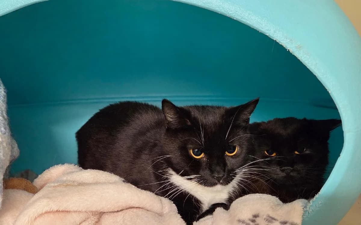 Violet and imogen, female young Mixed Breed Cat for adoption at SSPCA, Edinburgh