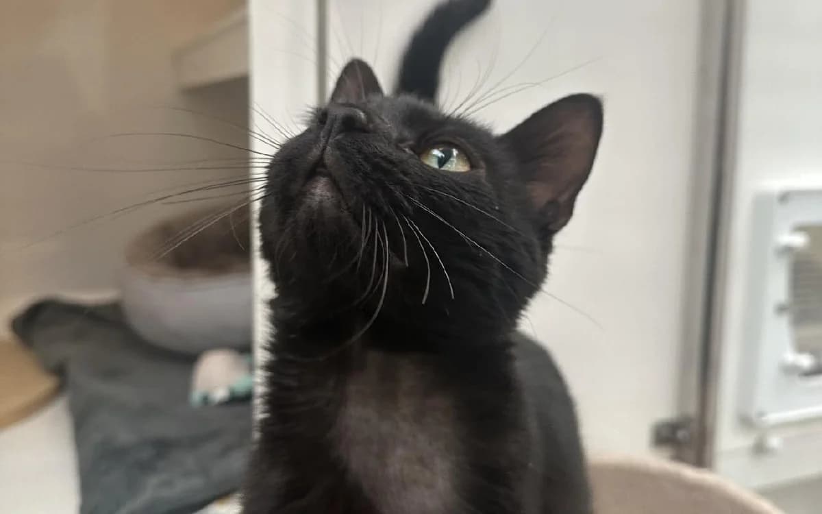 Soy Sauce, male puppy Mixed Breed Cat for adoption at SSPCA, Edinburgh