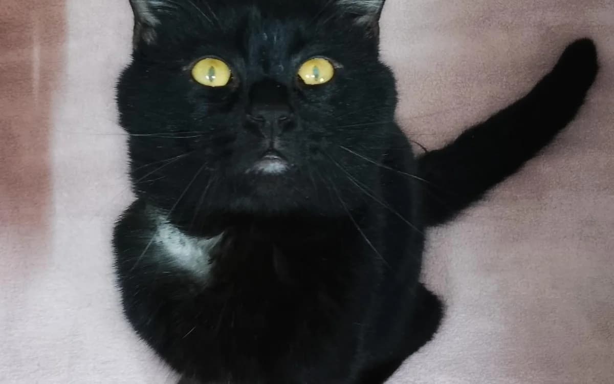 Neo, male 3yo Mixed Breed Cat for adoption at SSPCA, Edinburgh
