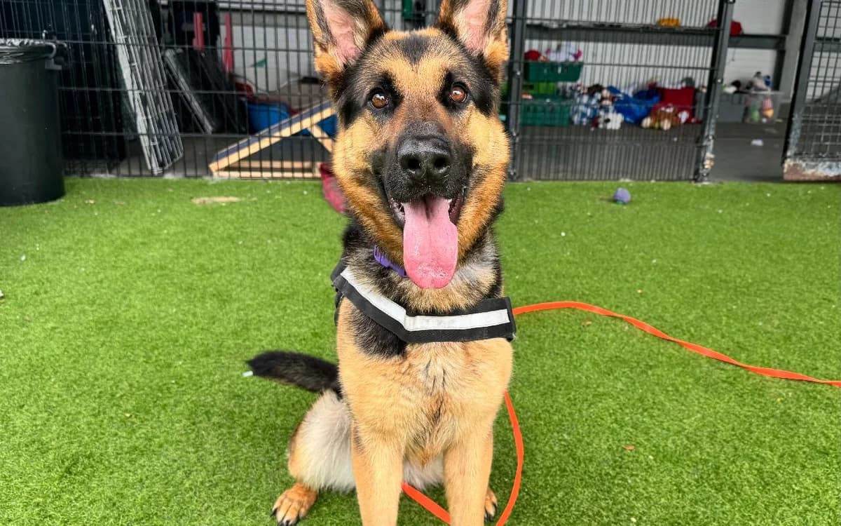 Maggie, female young German Shepherd for adoption at SSPCA, Edinburgh