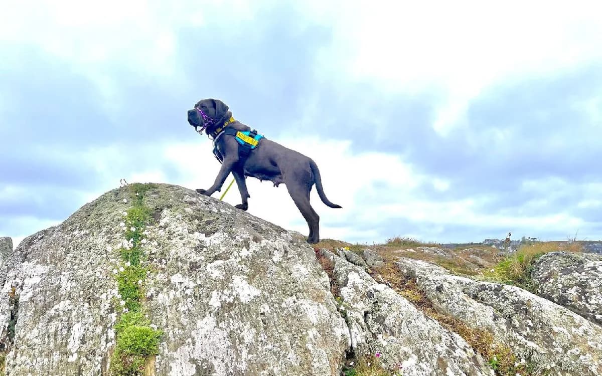 Bella, female young Cane Corso for adoption at SSPCA, Edinburgh