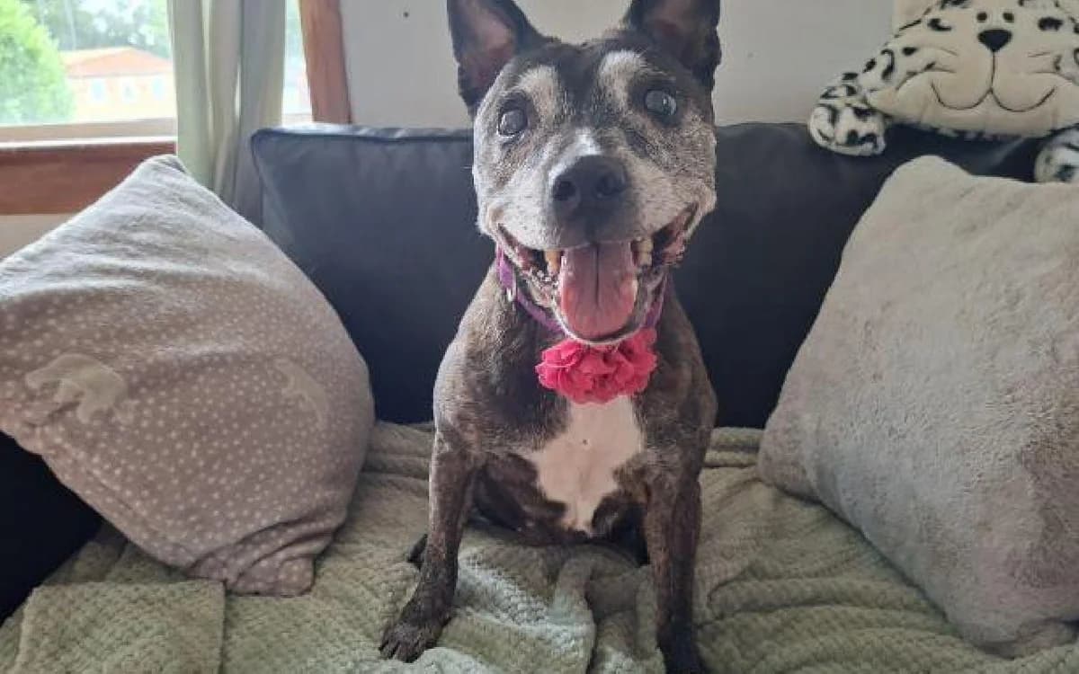 Tia, female senior Staffordshire Bull Terrier for adoption at SSPCA, Edinburgh