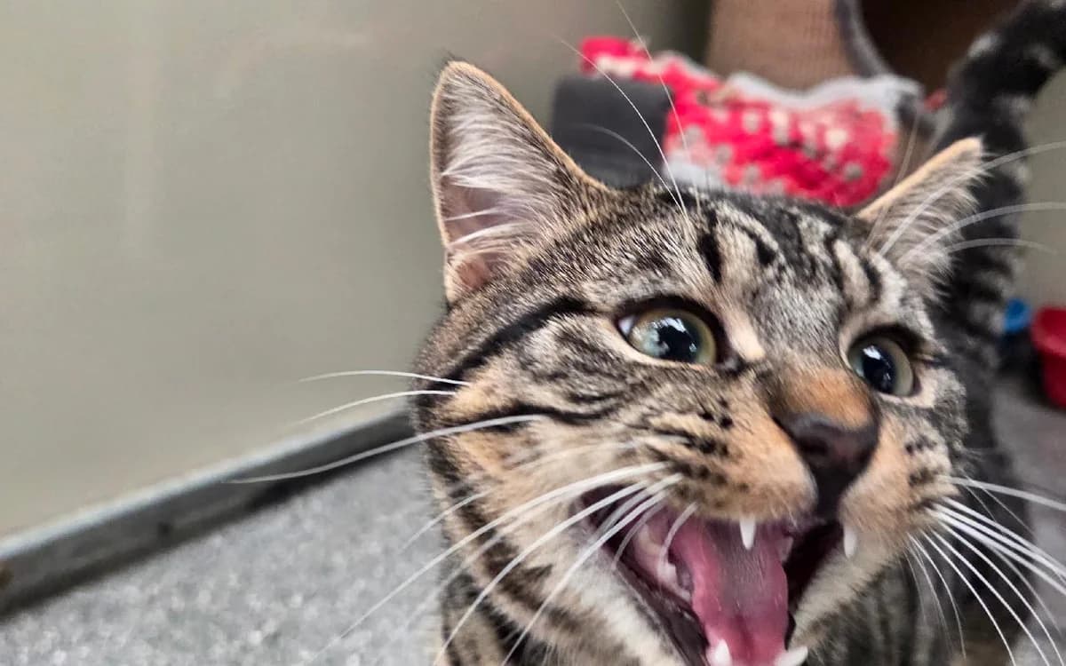 Loki, male puppy Mixed Breed Cat for adoption at SSPCA, Edinburgh
