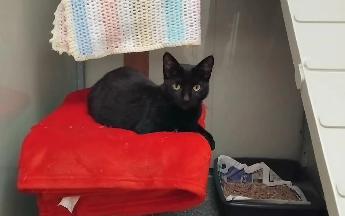 Skye, female Mixed Breed Cat for adoption at SSPCA, Edinburgh