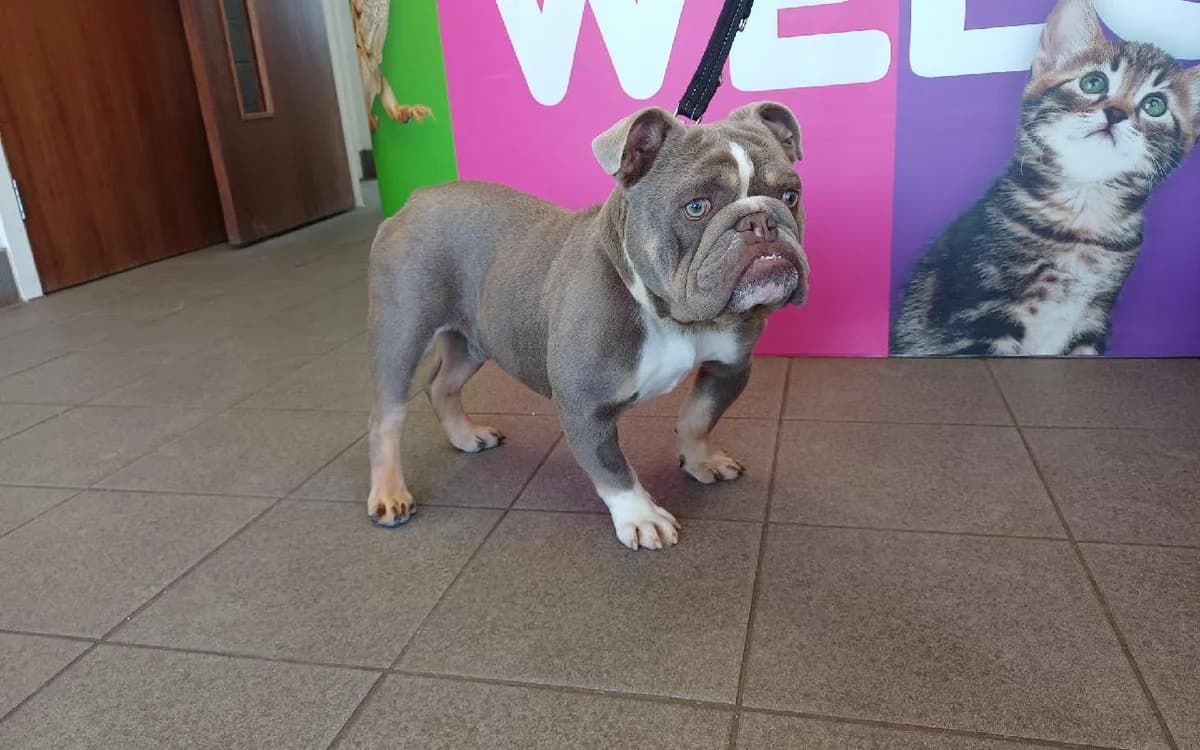Teddy, male young English Bulldog for adoption at SSPCA, Edinburgh