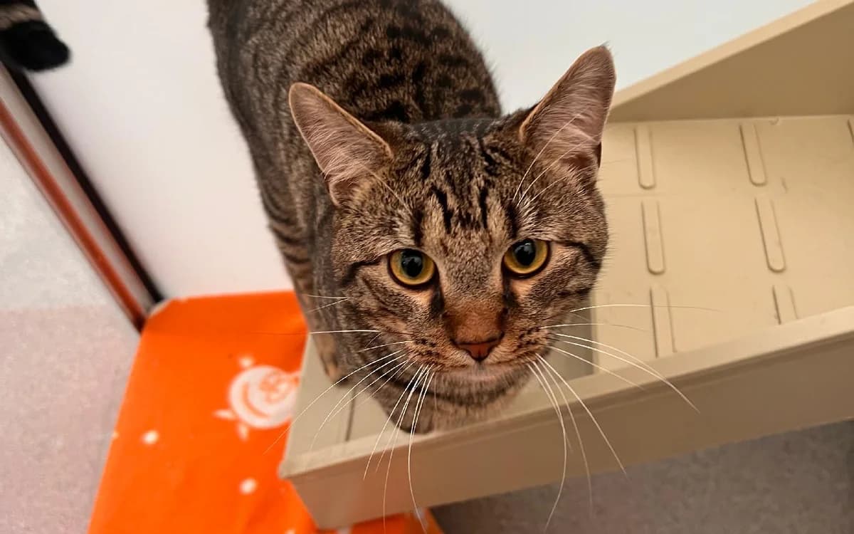 Quince, male young Mixed Breed Cat for adoption at SSPCA, Edinburgh